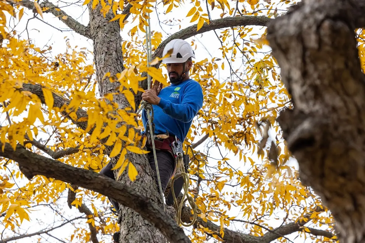 Skilled Tree Pruning crew working in Hartford